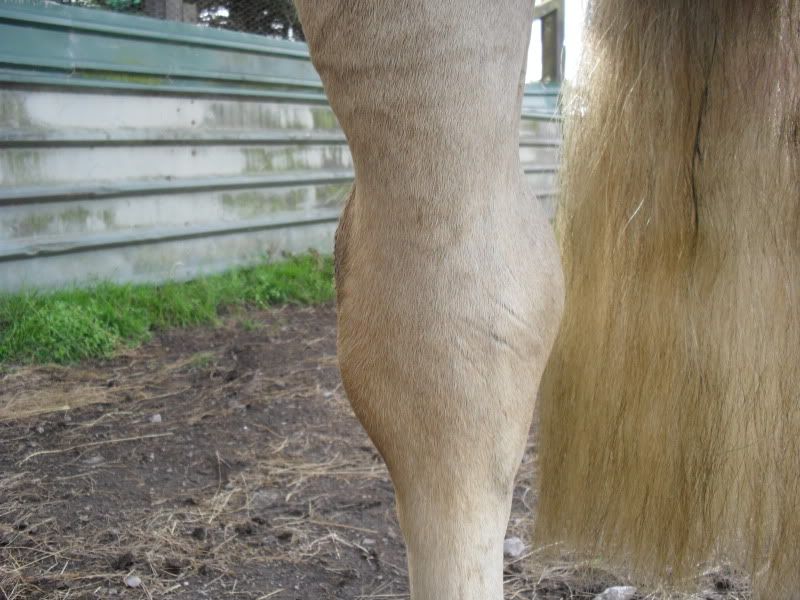 Swollen+Hock ... his hock was swollen as you can see in the photo normal right hock