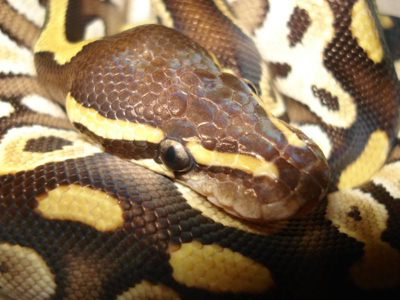 mojave_postshed004.jpg