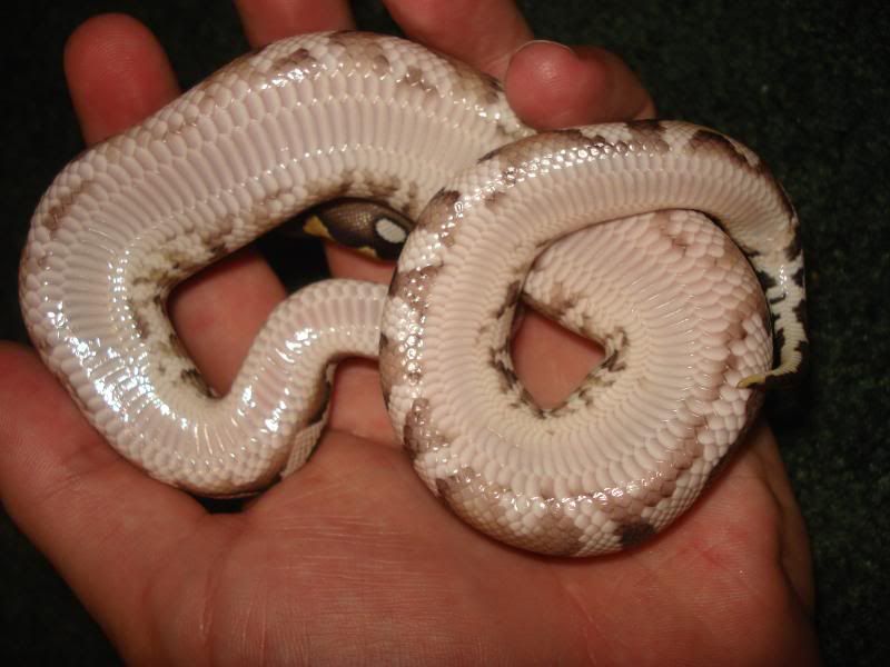 mojave_postshed028.jpg