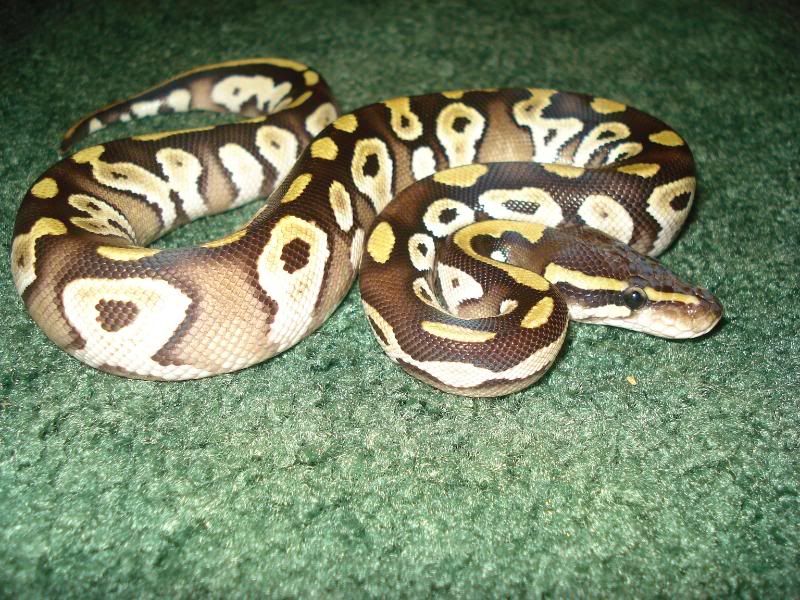 mojave_postshed031.jpg