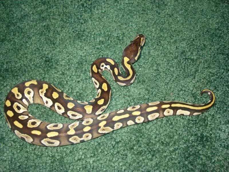 mojave_postshed036.jpg