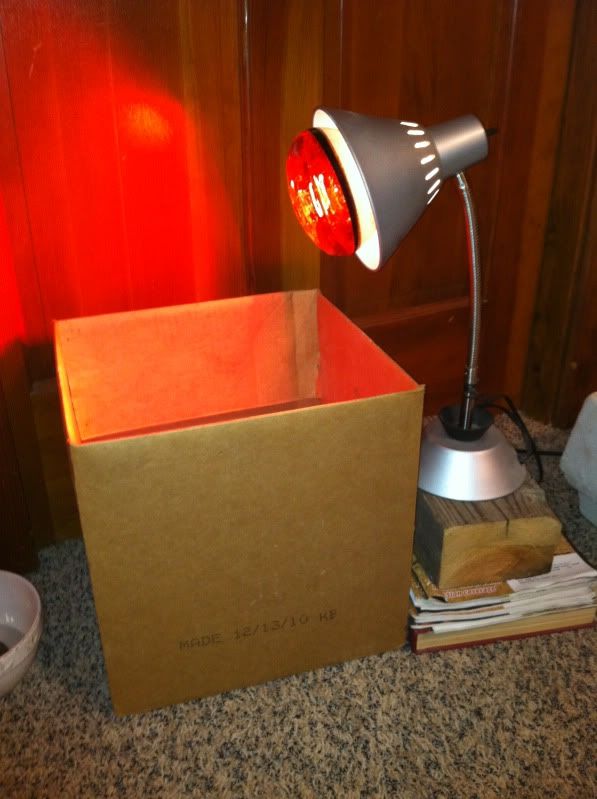 Chickens Hatching Panting Once Out and Under Heat Lamp? BackYard