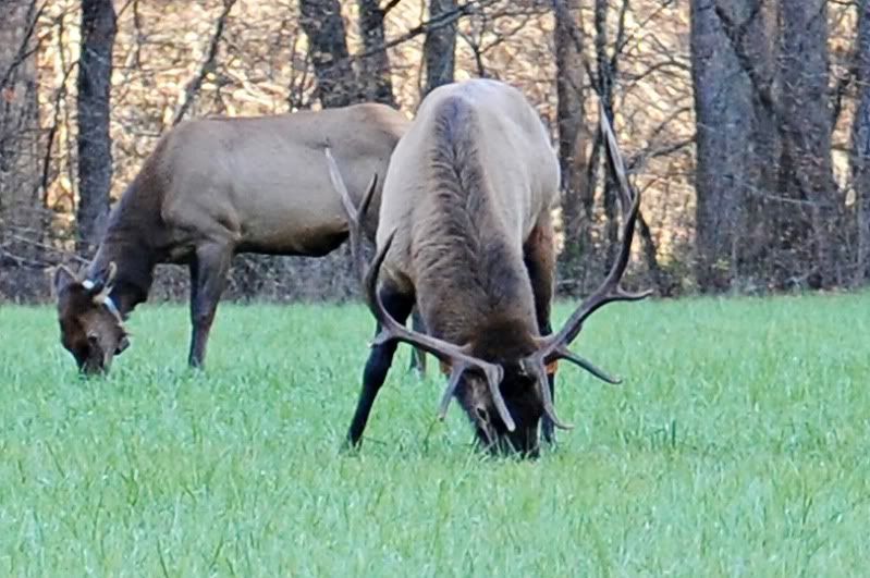 Elk up close