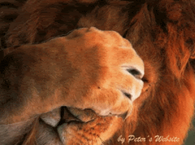 Lion animated photo: ANIMATED SHY LION 33k8408LIONPEEKABOO.gif