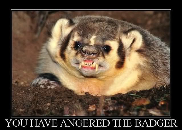 Angry_badger_crop.jpg