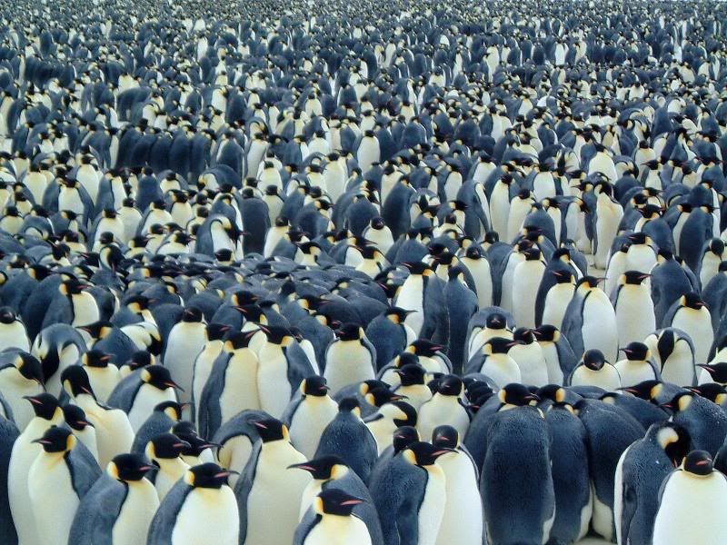 penguins_wallpaper.jpg