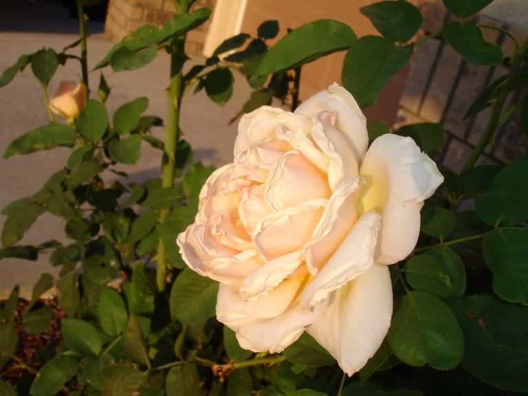 Gl Resimleri (2. Katalog)