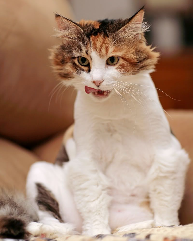 IMAGE: http://i94.photobucket.com/albums/l120/JohnTrogdon/IMG_1994web.jpg