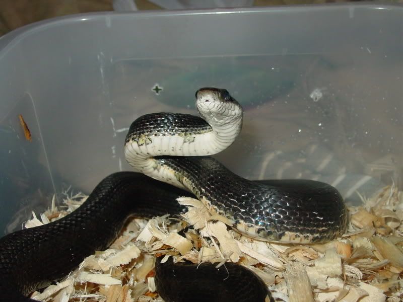 20070130017-1.jpg