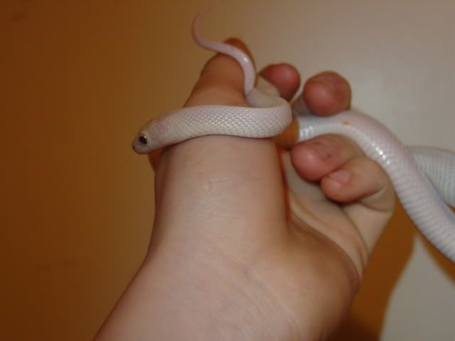 20070130025.jpg