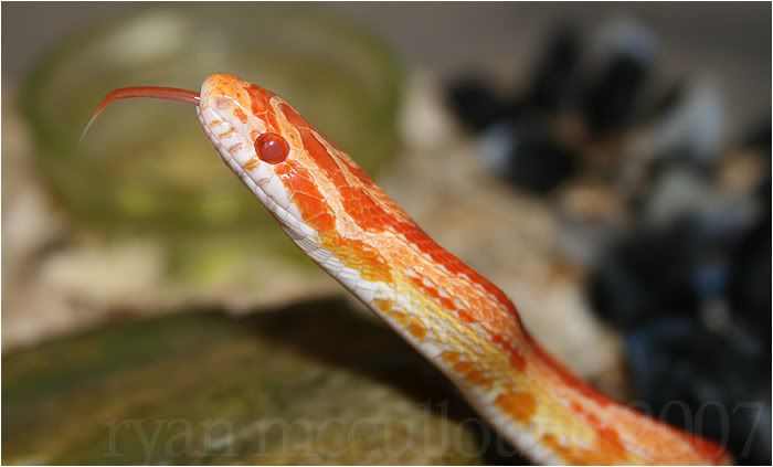 amelfemale1.jpg