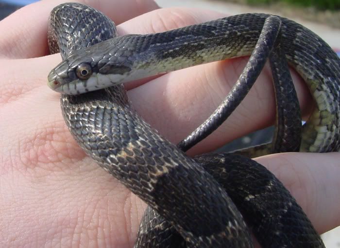 blackrat1.jpg