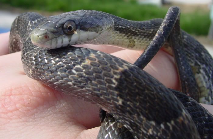 blackrat2.jpg
