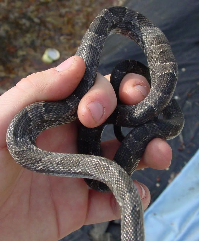 blackrat3.jpg