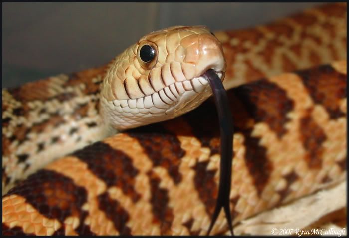 bullsnake.jpg