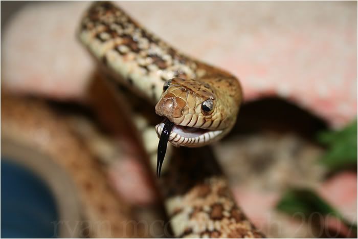 bullsnake1-2.jpg