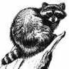 raccoon Pictures, Images and Photos