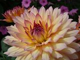 DSC00043.jpg image by Shut-R-Bug