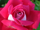 DSC00112.jpg image by Shut-R-Bug