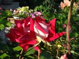 DSC00125.jpg image by Shut-R-Bug