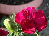 DSC00134.jpg image by Shut-R-Bug