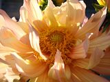 DSC00142.jpg image by Shut-R-Bug