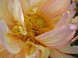 DSC00145.jpg image by Shut-R-Bug