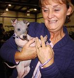 DSC01471.jpg American Hairless Terrier puppy...and yes...it is really pink! image by Shut-R-Bug