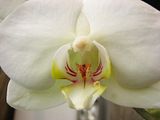 IMG_1985.jpg Bridal white Orchid. image by Shut-R-Bug