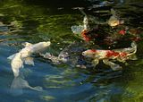 DSC00109crp.jpg Always plenty of action at feeding time. Can't wait to visit next summer when the water lilies are in full bloom and the Koi are even bigger. image by Shut-R-Bug
