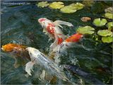 DSC00167lvlfocusFX.jpg The Koi were cooperative on this visit too. image by Shut-R-Bug