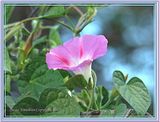 DSC00253gamma-75FXHMSUSM.jpg The rest of the shots in this album were taken a week before the first group. The backyard is home to many varieties of Morning Glory. image by Shut-R-Bug