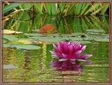 DSC00677FXonly.jpg I know....I know....another shot of that same pink water lily. image by Shut-R-Bug
