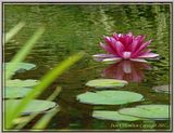 DSC00724crpFX.jpg Another cool shot of the pink lily. image by Shut-R-Bug