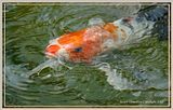 DSC00745crpfocusFX.jpg This Koi is a camera hog. I found that I have more shots of him [her?] from every shoot. image by Shut-R-Bug