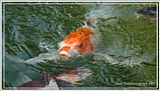 DSC00819crpfocus.jpg Of course, the Koi had to be fed, so they could put on a show for the cameras. image by Shut-R-Bug