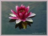 DSC00872FX.jpg There was only one "Attraction" water lily blooming on this evening...but it was worth the trip. image by Shut-R-Bug