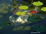 DSC08577affx.jpg image by Shut-R-Bug