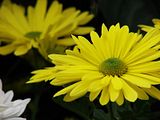 DSC02659.jpg image by Shut-R-Bug