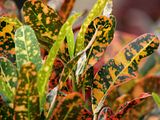 DSC02660croton.jpg image by Shut-R-Bug