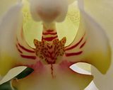 DSC02687.jpg This Orchid looks like it\'s hiding a tiny tiger inside. image by Shut-R-Bug
