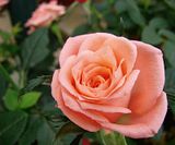 DSC02697.jpg Miniature roses look just like the big guys when you get this close. image by Shut-R-Bug