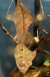 IMG_9155mantisS3Psmss5f2.jpg This mantis has perfect camo....really it IS a mantis. It just LOOKS like a dead leaf. image by Shut-R-Bug