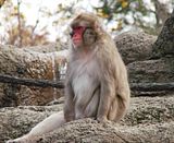 DSC02090.jpg I\'ve yet to get a really \'crisp\' image of these monkeys. Perhaps it\'s because there\'s little contrast between their coloring and their surroundings. Or maybe it\'s just \'operator error\'. Sony. image by Shut-R-Bug