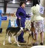 IMG_6958.jpg Getting to know you. [Salukis] image by Shut-R-Bug