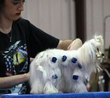 IMG_6987.jpg That looks painful. [But it\'s not...Maltese] image by Shut-R-Bug