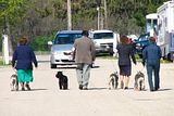 IMG_7063.jpg Schnauzer \'drill team\'. :-) image by Shut-R-Bug
