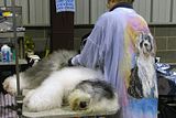 IMG_7086.jpg The lighting in the show building was dreadful, so most of the shots on this album are of poor quality at best. [Old English Sheepdog] image by Shut-R-Bug
