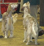 IMG_7157.jpg Two pretty Setters. image by Shut-R-Bug