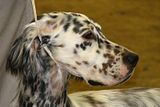 IMG_7164.jpg Head study of an English Setter image by Shut-R-Bug